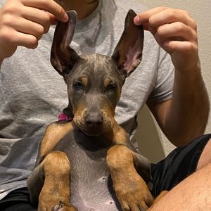 Meet your Posher, Mona